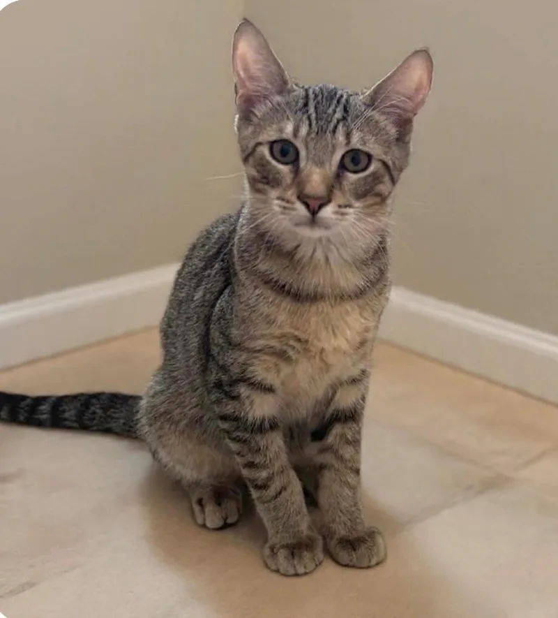 A young medium-sized male Domestic Short Hair cat named Eddie for adoption in DELRAY Beach, FL