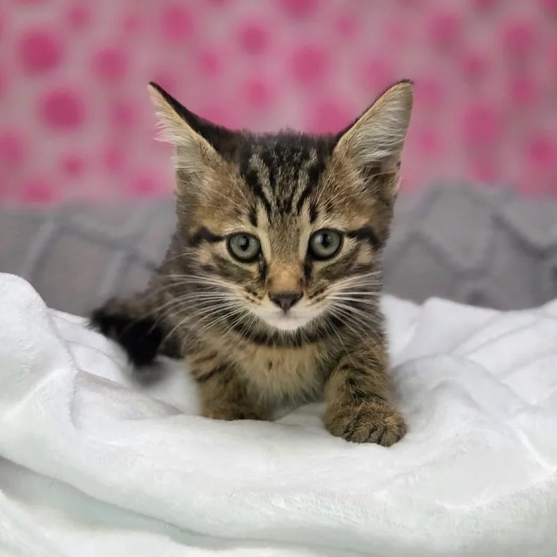 A baby small-sized male Brown / Chocolate Domestic Short Hair cat named MillowC for adoption in East Saint Louis, IL