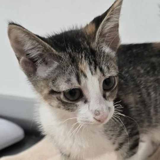 A baby small-sized female Torbie Domestic Short Hair cat named Tootsie Roll for adoption in Austin, TX