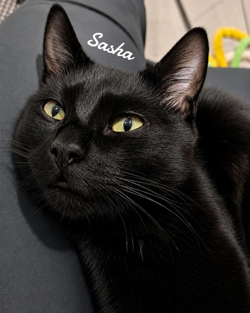 An adult medium-sized female Black Domestic Short Hair cat named Sasha for adoption in Naugatuck, CT