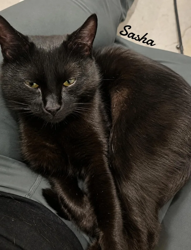 Sasha thumbnail 2