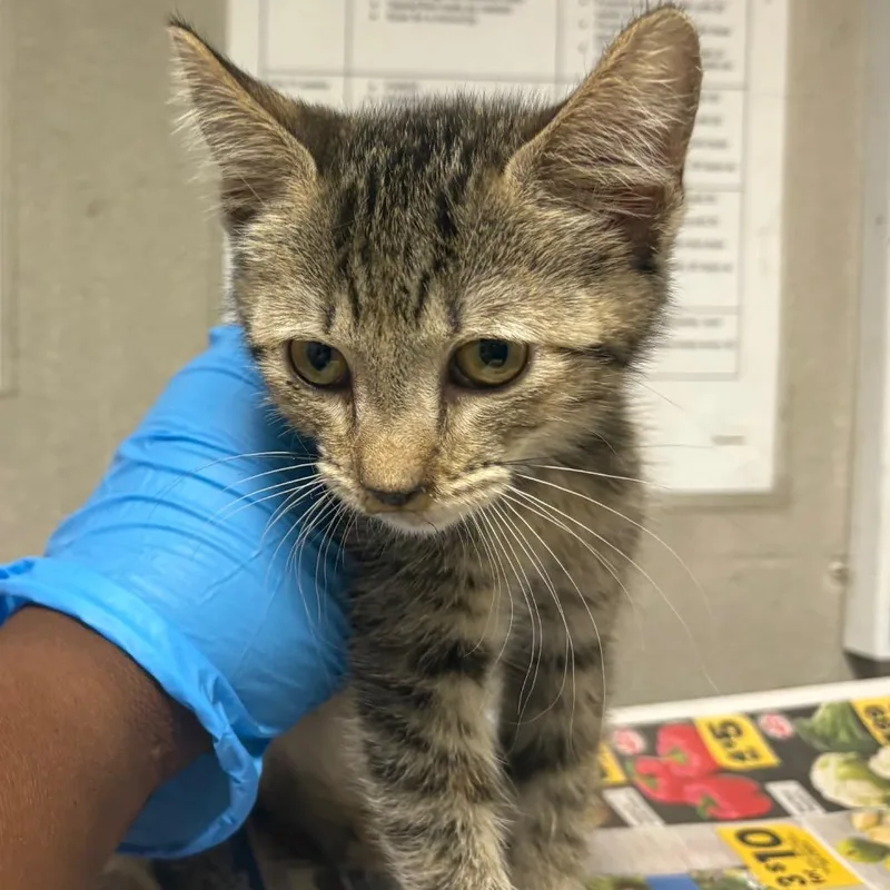 A baby small-sized female Torbie Domestic Short Hair cat named Kat for adoption in Yuma, AZ