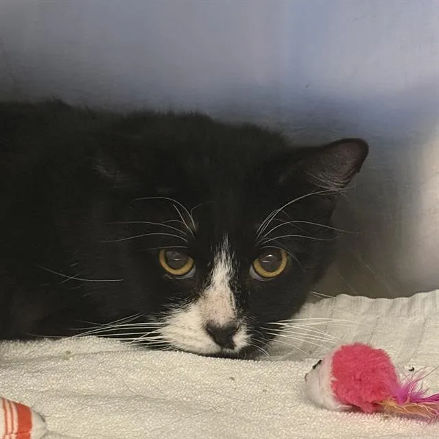 An adult medium-sized male Domestic Short Hair cat named Stu for adoption in Las Vegas, NV