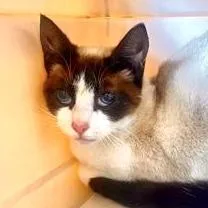 A baby small-sized female Domestic Short Hair cat named Sally Sue for adoption in Burlington, WA