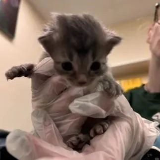 A baby small-sized female Gray / Blue / Silver Domestic Short Hair cat named Althea for adoption in Lynchburg, VA