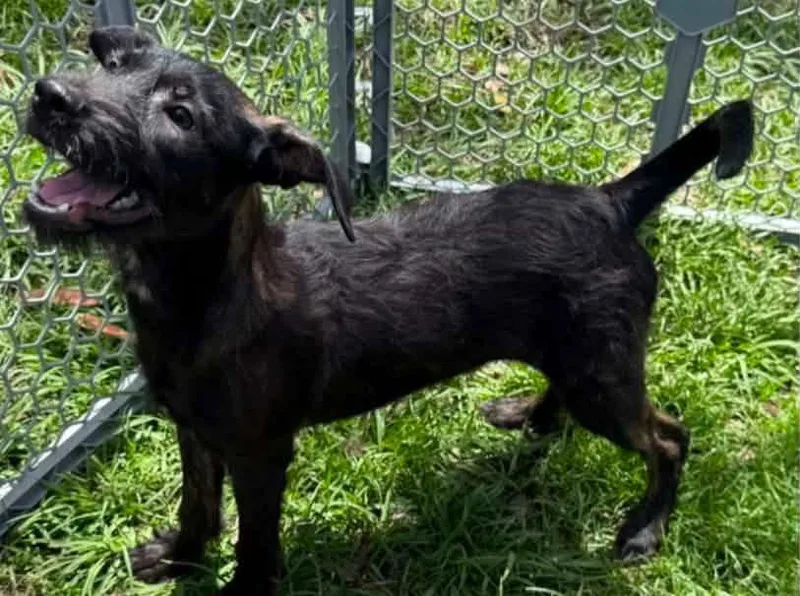 A young medium-sized female Schnauzer dog named Kamila for adoption in Virginia Beach, VA