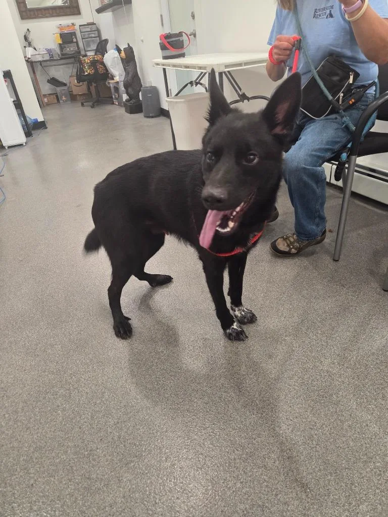 A young medium-sized male Shepherd dog named Max for adoption in Lunenburg, VT