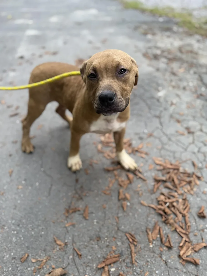 A baby medium-sized male Mixed Breed dog named Linus for adoption in Petersburg, VA