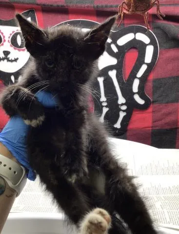 A young small-sized female Domestic Short Hair cat named Anubis for adoption in Riverside, CA