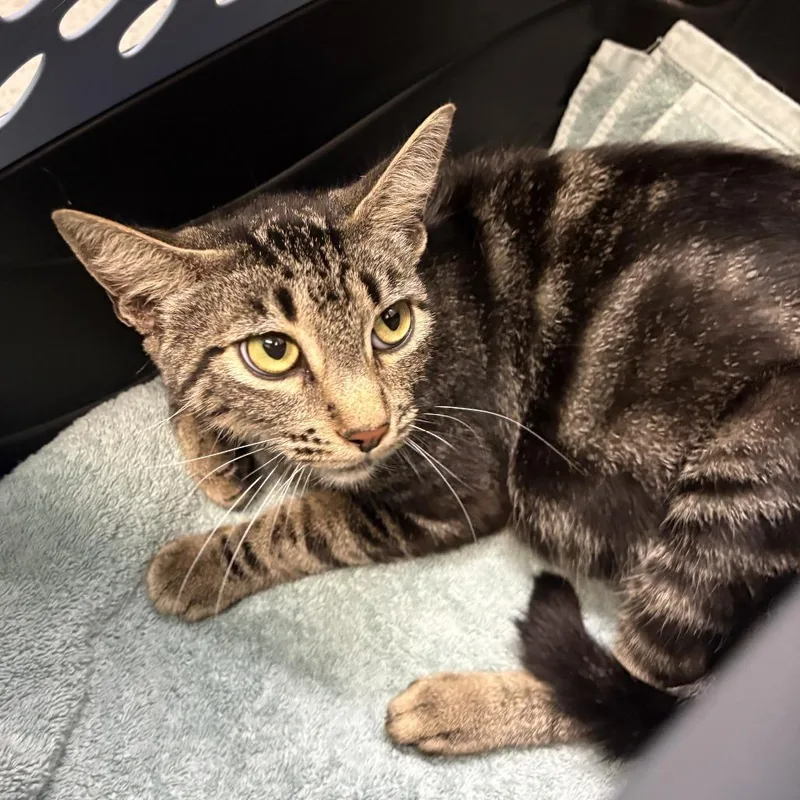 A young large-sized female Domestic Short Hair cat named Molly for adoption in Tacoma, WA