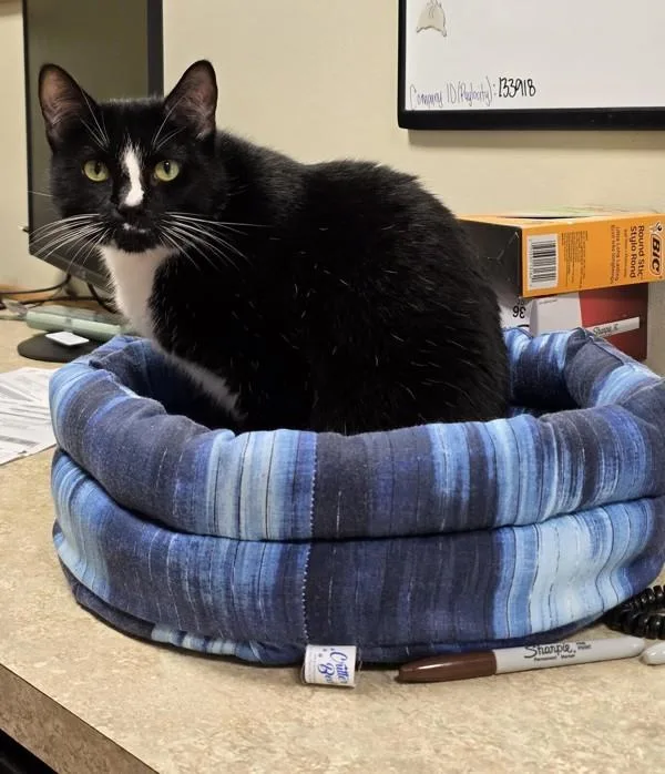 An adult medium-sized female Domestic Short Hair cat named Penelope for adoption in Vancouver, WA