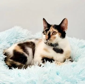 Sofia Isella thumbnail 2