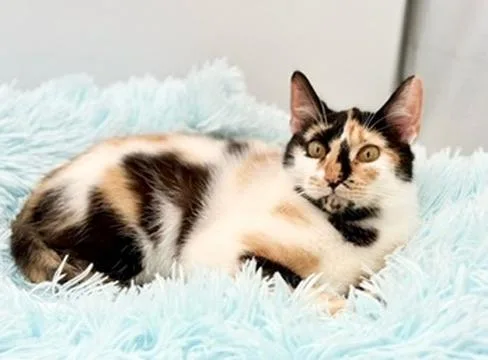 Sofia Isella thumbnail 3