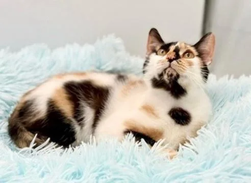 Sofia Isella thumbnail 4