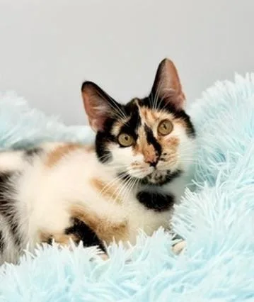 Sofia Isella thumbnail 5