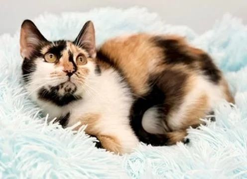 Sofia Isella thumbnail 6