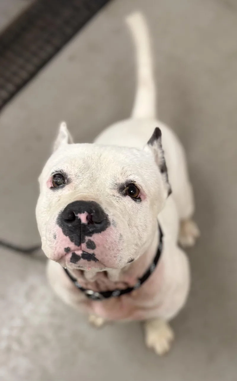 A young medium-sized female White / Cream American Bully dog named Pebbles HOLD for adoption in Canton, OH