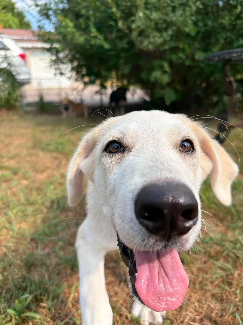 A baby large-sized male Anatolian Shepherd dog named Noah for adoption in Coldwater, MI