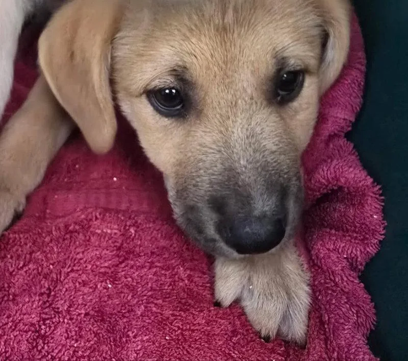 A baby large-sized male Labrador Retriever dog named Ray for adoption in House Springs, MO