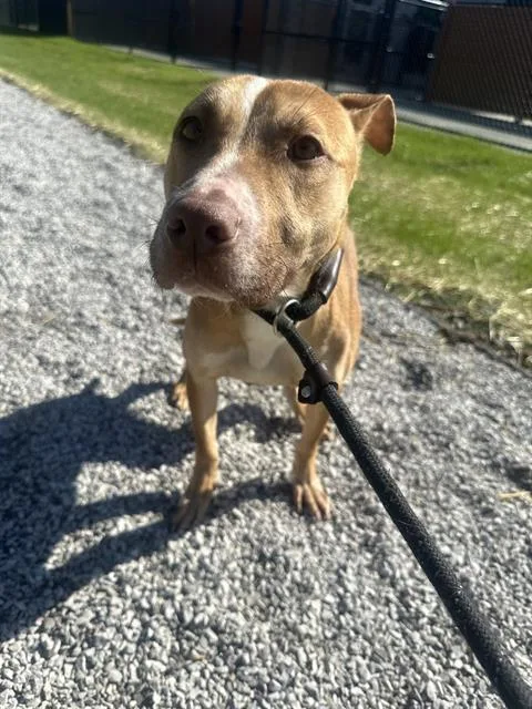 A young medium-sized female Pit Bull Terrier dog named Mae for adoption in Indianapolis, IN