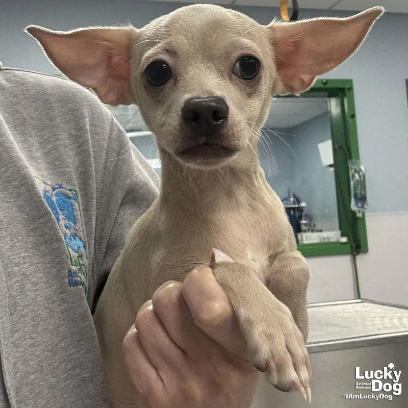 Tinkerbell thumbnail 2