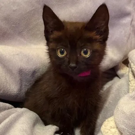 Purrsephone