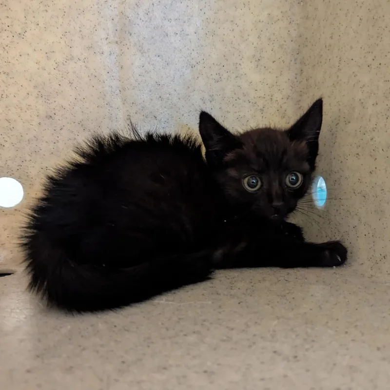 Purrsephone thumbnail 2