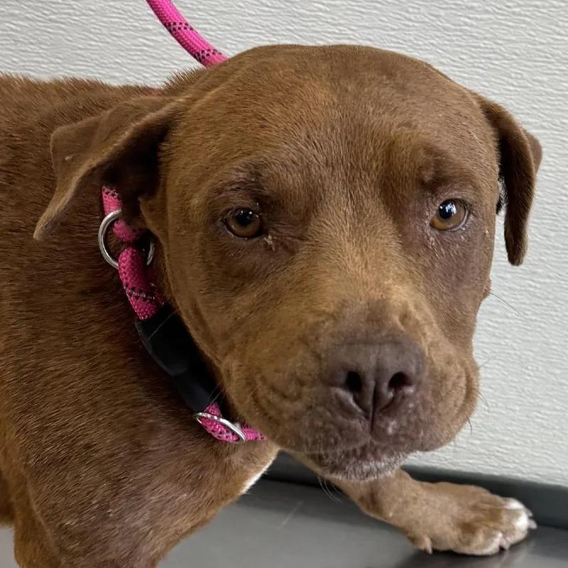 An adult medium-sized female Brown / Chocolate Mixed Breed dog named Nessa for adoption in Las Cruces, NM