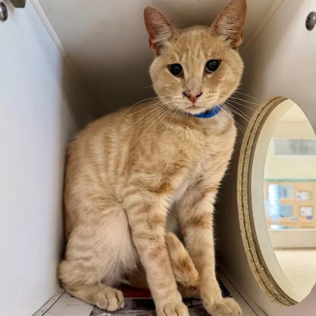 An adult medium-sized male Domestic Short Hair cat named Dorito for adoption in Riverside, CA