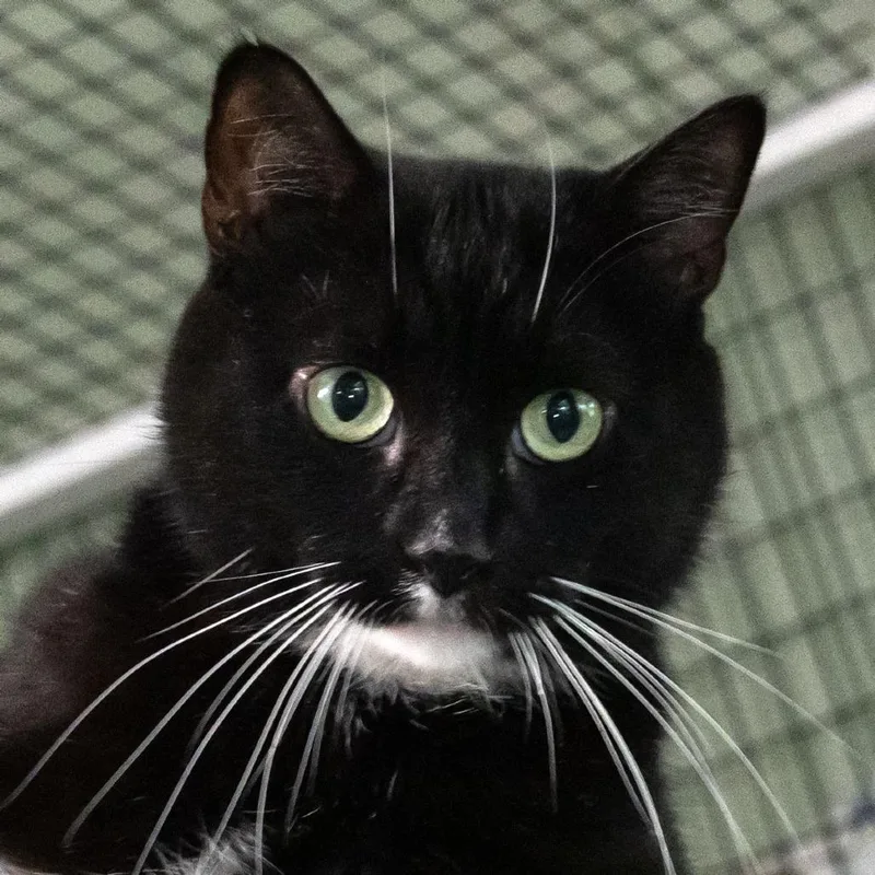 A young medium-sized male Black Domestic Short Hair cat named Tibbie for adoption in McKean, PA