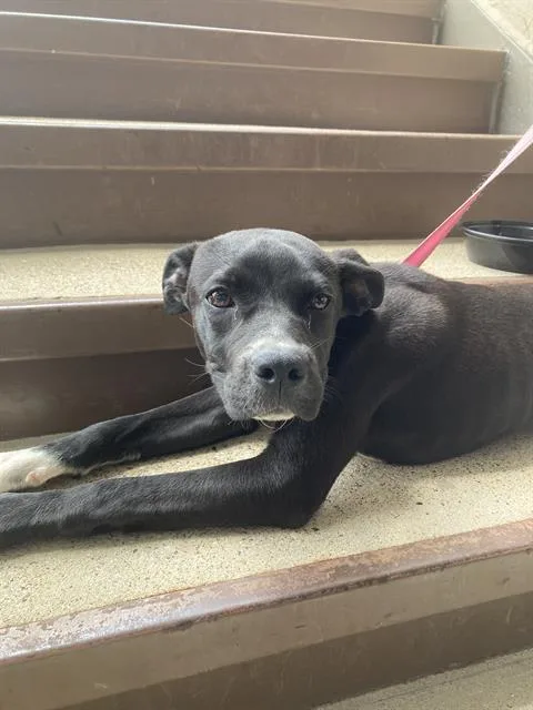 A young large-sized female Mixed Breed dog named Delta for adoption in Dallas, TX