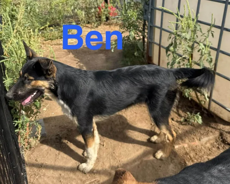 A young medium-sized male Shepherd dog named Ben for adoption in Ulysses, KS