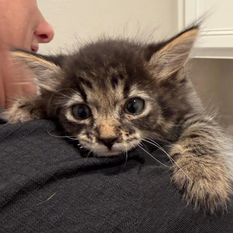 A baby small-sized male Gray / Blue / Silver Domestic Long Hair cat named Poof Ball for adoption in Midland, TX