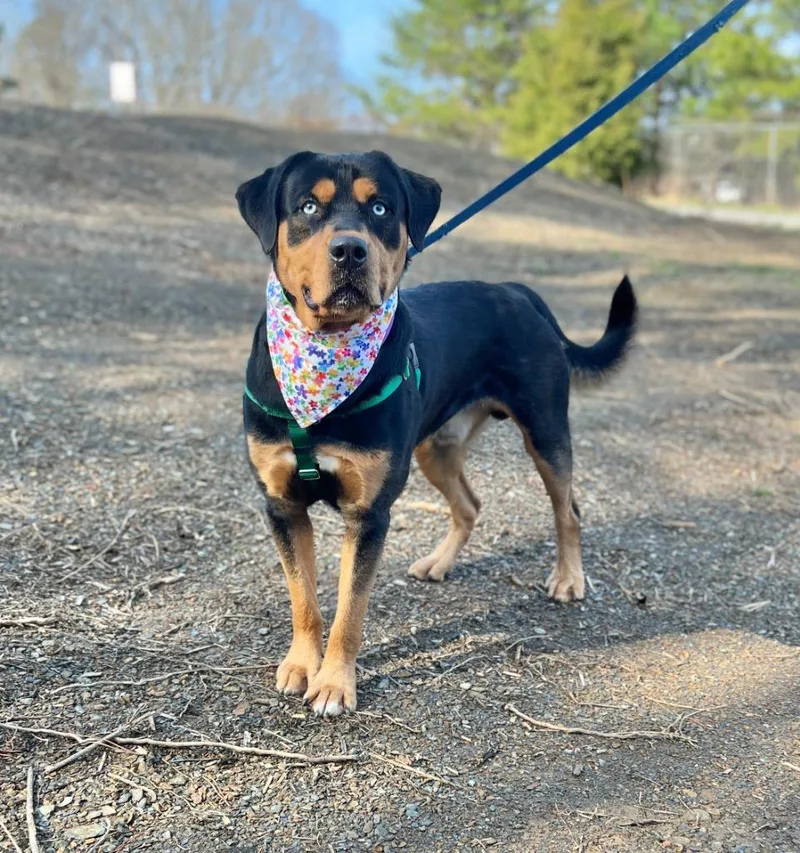 A young large-sized male Rottweiler dog named Odie for adoption in Ellijay, GA