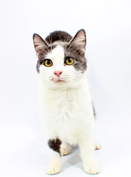 A baby small-sized female Domestic Short Hair cat named Ethel for adoption in Morton Grove, IL
