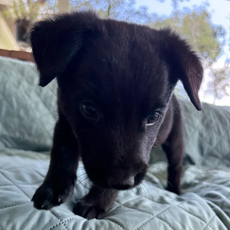 A baby small-sized male Black German Shepherd Dog dog named Tiddlywinks for adoption in Carencro, LA