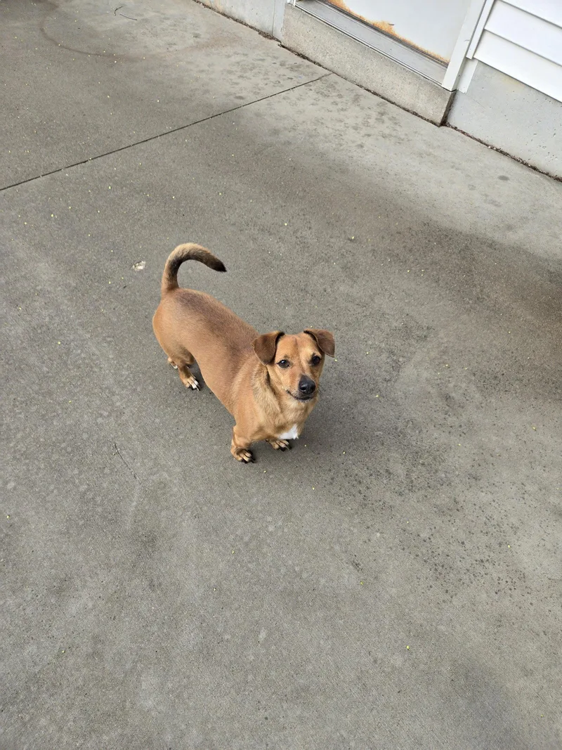 An adult small-sized male Dachshund dog named Will for adoption in Maquoketa, IA