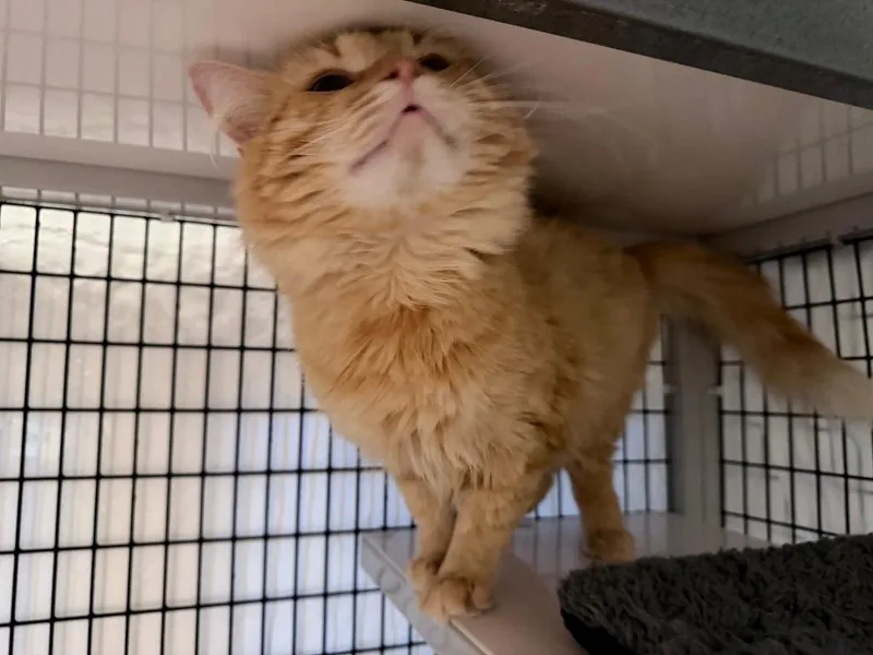 A young medium-sized male Domestic Medium Hair cat named Rusteze for adoption in Raleigh, NC