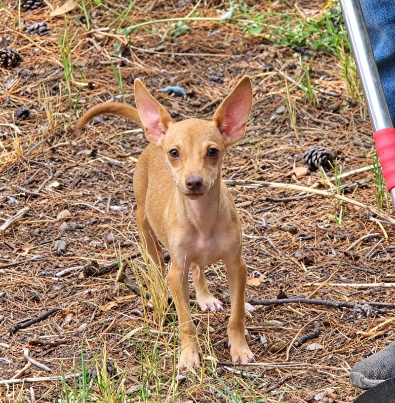 A baby small-sized female Chihuahua dog named Freckles for adoption in Uxbridge, MA