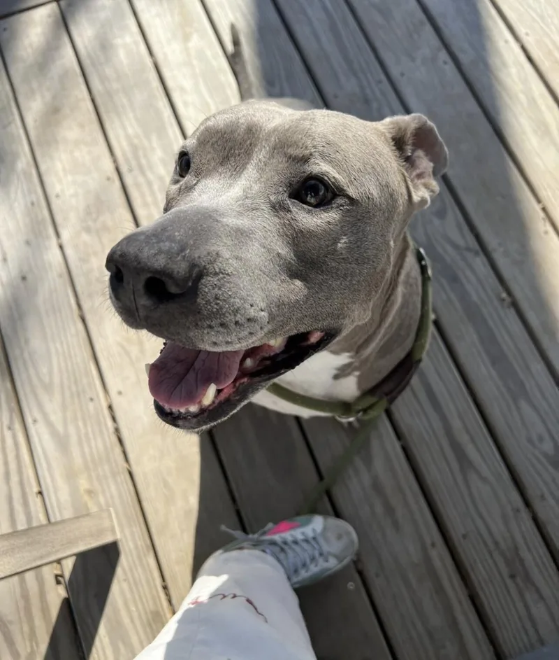 Princessa thumbnail 2