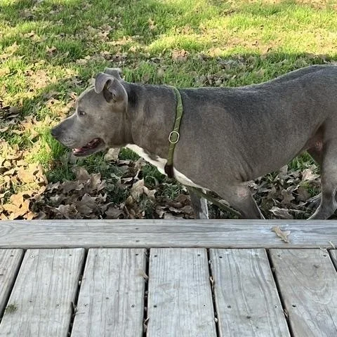 Princessa thumbnail 4