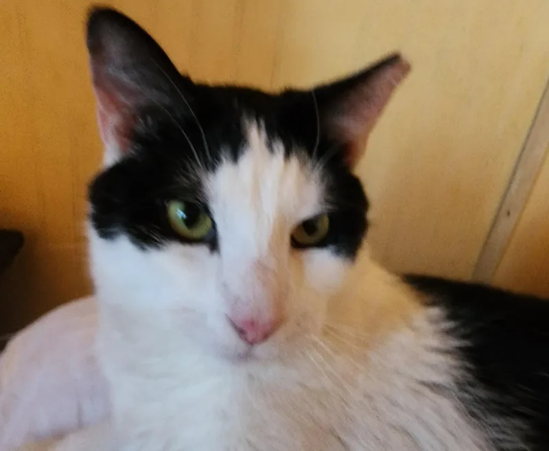 A young medium-sized male Black & White / Tuxedo Domestic Short Hair cat named Electra for adoption in Philadelphia, PA
