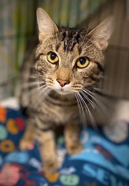 An adult medium-sized male Domestic Short Hair cat named Reno for adoption in Duxbury, MA