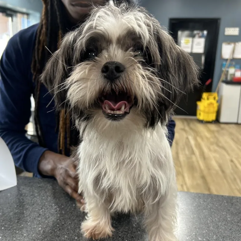 A baby small-sized female Mixed Breed dog named Sylvia for adoption in Newark, NJ