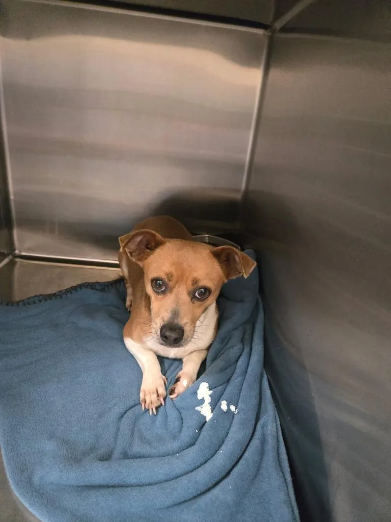 An adult small-sized male Terrier dog named Tie for adoption in Winder, GA