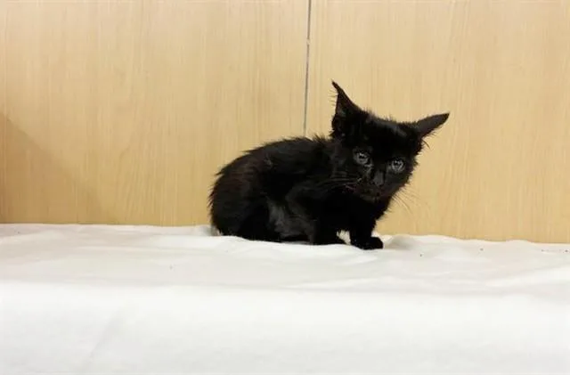 A baby small-sized female Domestic Short Hair cat named Multi Grain for adoption in Saint Louis, MO