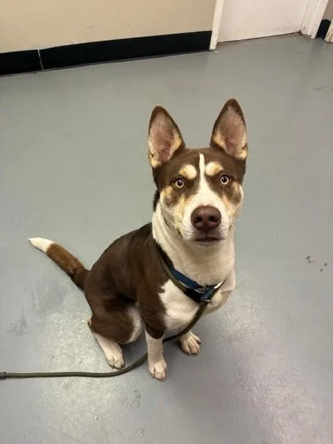 A young medium-sized male Husky dog named Nick for adoption in Phoenix, OR
