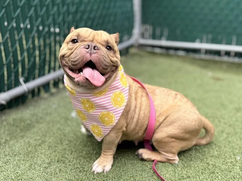 A young medium-sized female Brown / Chocolate Mixed Breed dog named Lily Lynn for adoption in New York, NY