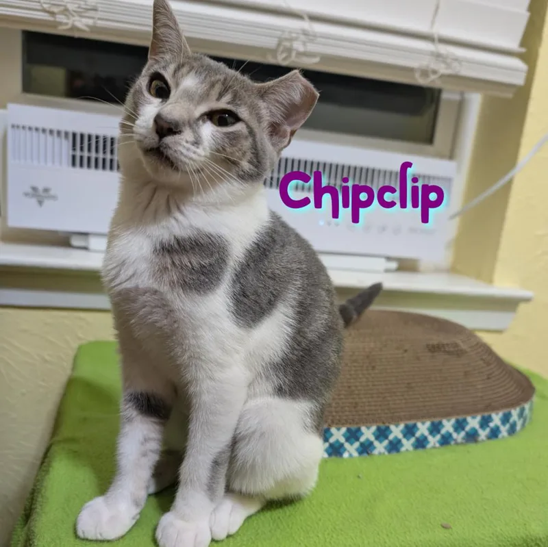 A baby small-sized female Domestic Short Hair cat named ChipClip CP for adoption in Dallas, TX