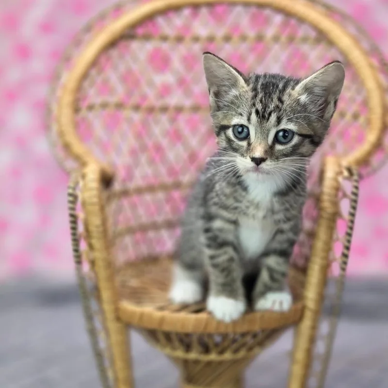 A baby small-sized female Brown / Chocolate Domestic Short Hair cat named PepiC for adoption in East Saint Louis, IL
